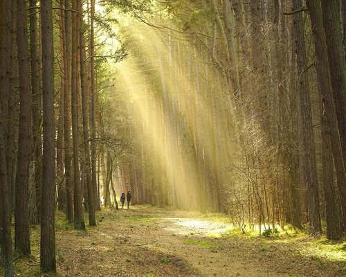 Person enjoying a gentle walk in a sunlit park in Lima